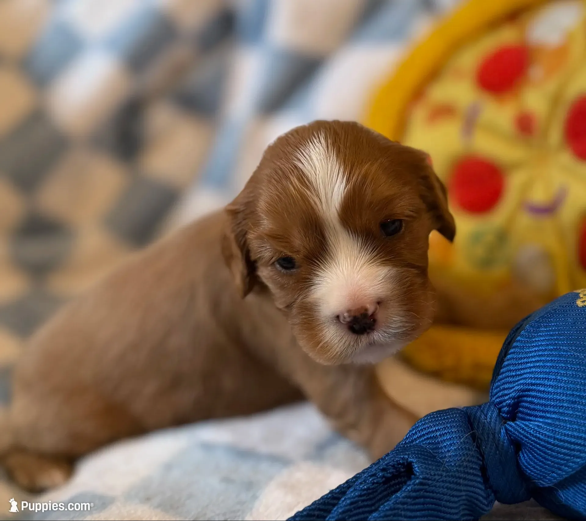Dandelion , a male Cavalier King Charles Spaniel for sale in Lawton, OK – 9 of 10