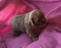 Rose, a female Cavalier King Charles Spaniel for sale in Lawton, OK – 5 of 10