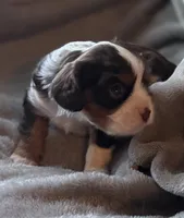 Elderberry , a male Cavalier King Charles Spaniel for sale in Lawton, OK – 2 of 6