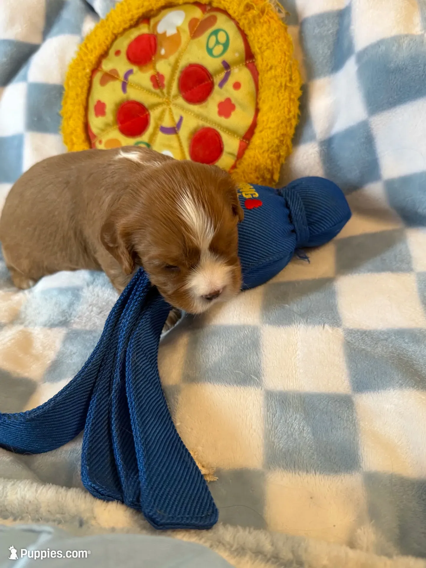 Dandelion , a male Cavalier King Charles Spaniel for sale in Lawton, OK – 7 of 10