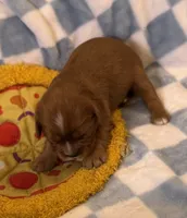 Rose, a female Cavalier King Charles Spaniel for sale in Lawton, OK – 7 of 10
