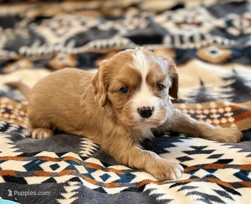 Dandelion  – Cavalier King Charles Spaniel puppy for sale in Lawton, OK