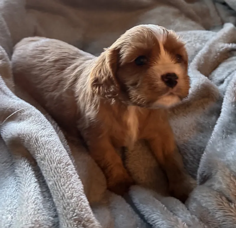 Dandelion  – Cavalier King Charles Spaniel puppy for sale in Lawton, OK