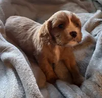 Dandelion , a male Cavalier King Charles Spaniel for sale in Lawton, OK – 1 of 10