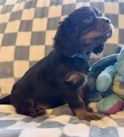 Charlie, a male Cavalier King Charles Spaniel for sale in Lawton, OK – Photo 3 of 4