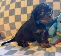 Charlie, a male Cavalier King Charles Spaniel for sale in Lawton, OK – Photo 4 of 4