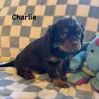 Charlie, a male Cavalier King Charles Spaniel for sale in Lawton, OK – Photo 2 of 4