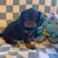 Charlie, a male Cavalier King Charles Spaniel for sale in Lawton, OK – Photo 1 of 4