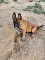 Purple collar Fox, a male Belgian Malinois for sale in Jamestown, TN – 3 of 5