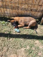 Yellow Rose, a female Belgian Malinois for sale in Jamestown, TN – 6 of 7