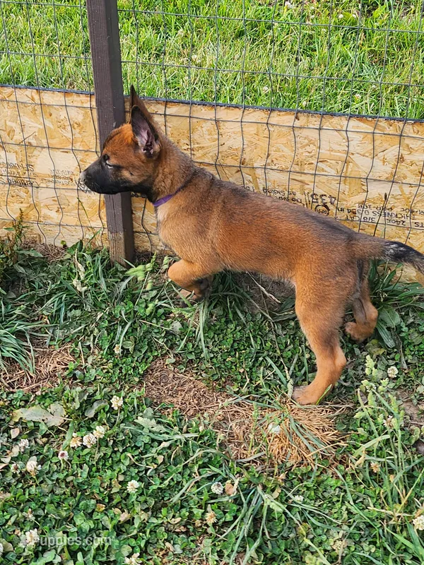 Purple collar Fox, a male Belgian Malinois for sale in Jamestown, TN – 1 of 5
