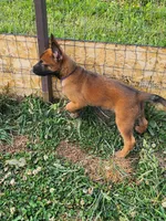 Purple collar Fox, a male Belgian Malinois for sale in Jamestown, TN – 1 of 5