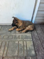 Yellow Rose, a female Belgian Malinois for sale in Jamestown, TN – 1 of 7