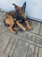 Yellow Rose, a female Belgian Malinois for sale in Jamestown, TN – 4 of 7