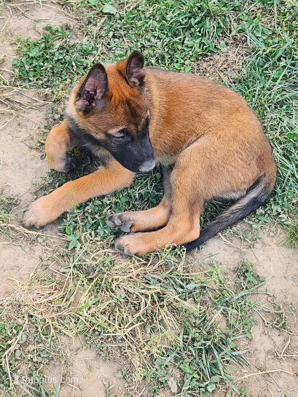 Purple collar Fox – Belgian Malinois puppy for sale in Jamestown, TN