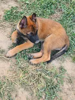 Purple collar Fox, a male Belgian Malinois for sale in Jamestown, TN – 2 of 5
