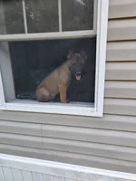 Purple collar Fox, a male Belgian Malinois for sale in Jamestown, TN – 4 of 5