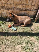 Yellow Rose, a female Belgian Malinois for sale in Jamestown, TN – 5 of 7