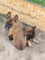 Purple collar Fox, a male Belgian Malinois for sale in Jamestown, TN – 5 of 5