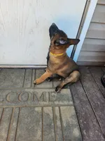 Yellow Rose, a female Belgian Malinois for sale in Jamestown, TN – 3 of 7