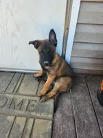 Yellow Rose, a female Belgian Malinois for sale in Jamestown, TN – 2 of 7