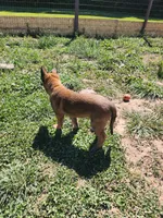 Yellow Rose, a female Belgian Malinois for sale in Jamestown, TN – 7 of 7