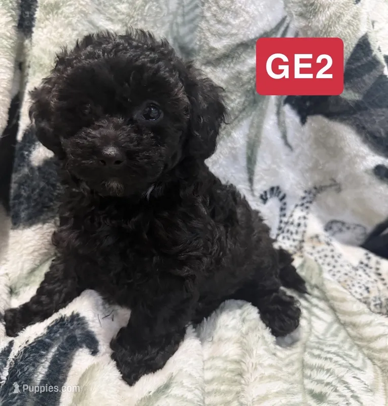 GE2 – Poodle - Toy  puppy for sale in Elm City, NC