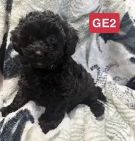 GE2, a female Poodle - Toy  for sale in Elm City, NC – 1 of 2