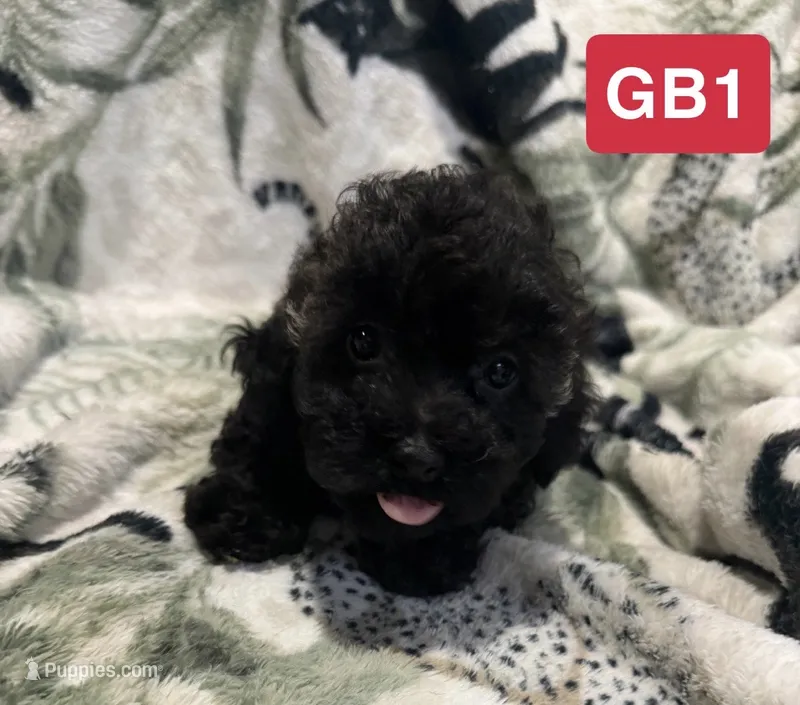 GB1 – Poodle - Toy  puppy for sale in Elm City, NC