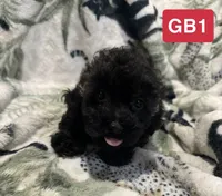 GB1, a female Poodle - Toy  for sale in Elm City, NC – 1 of 2