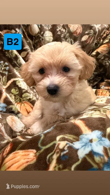 B2 – Havapoo puppy for sale in Elm City, NC