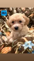 B2, a male Havapoo for sale in Elm City, NC – 1 of 1