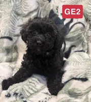 GE2, a female Poodle - Toy  for sale in Elm City, NC – 2 of 2