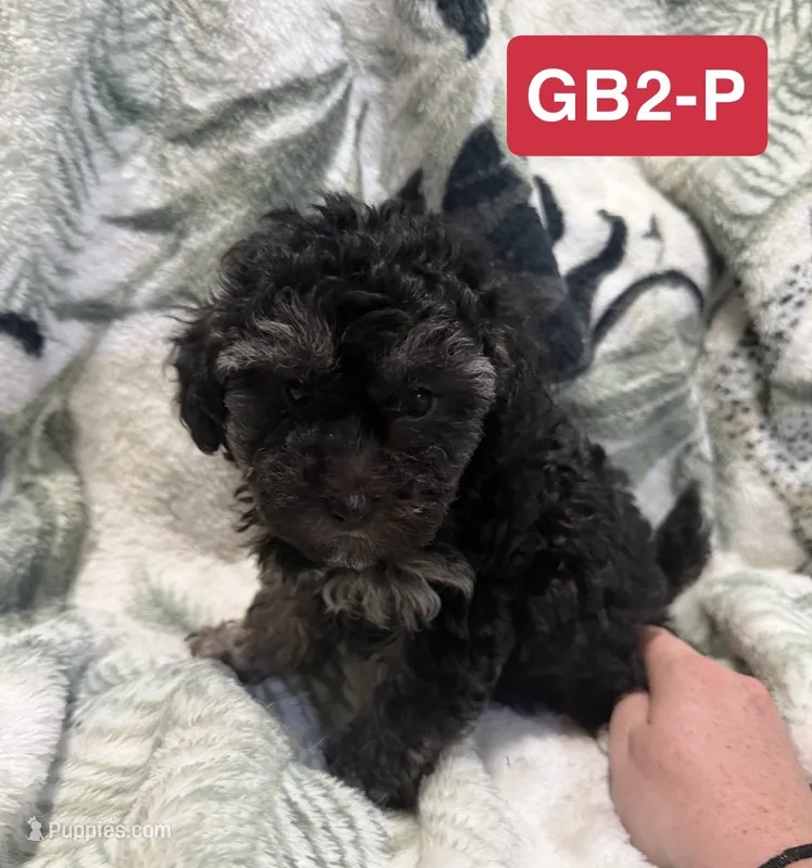 GB2-P – Poodle - Toy  puppy for sale in Elm City, NC