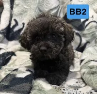 BB2, a male Poodle - Toy  for sale in Elm City, NC – 1 of 2