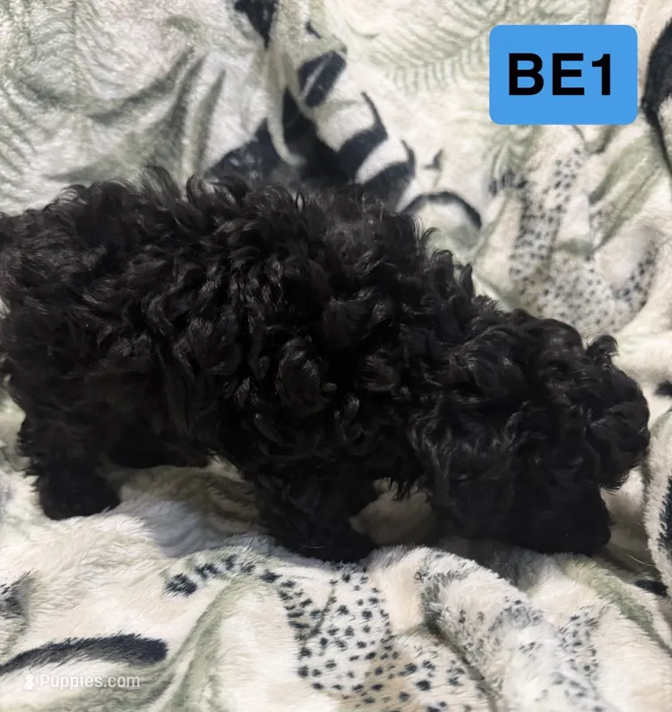BE1 – Poodle - Toy  puppy for sale in Elm City, NC