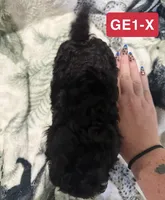 GE1-X, a female Poodle - Toy  for sale in Elm City, NC – 2 of 3