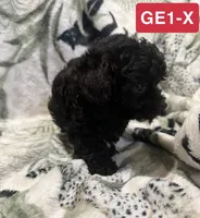 GE1-X, a female Poodle - Toy  for sale in Elm City, NC – 1 of 3