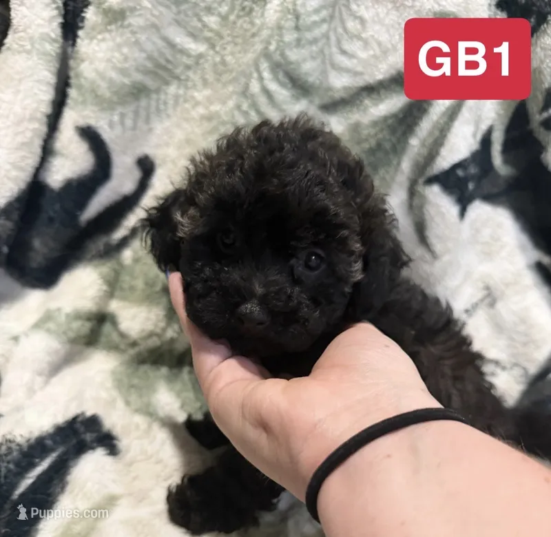 GB1 – Poodle - Toy  puppy for sale in Elm City, NC
