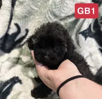 GB1, a female Poodle - Toy  for sale in Elm City, NC – 2 of 2