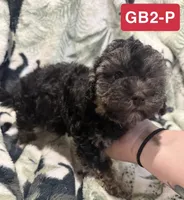 GB2-P, a female Poodle - Toy  for sale in Elm City, NC – 3 of 3
