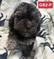 GB2-P, a female Poodle - Toy  for sale in Elm City, NC – 2 of 3