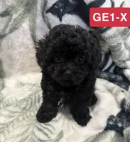 GE1-X, a female Poodle - Toy  for sale in Elm City, NC – 3 of 3