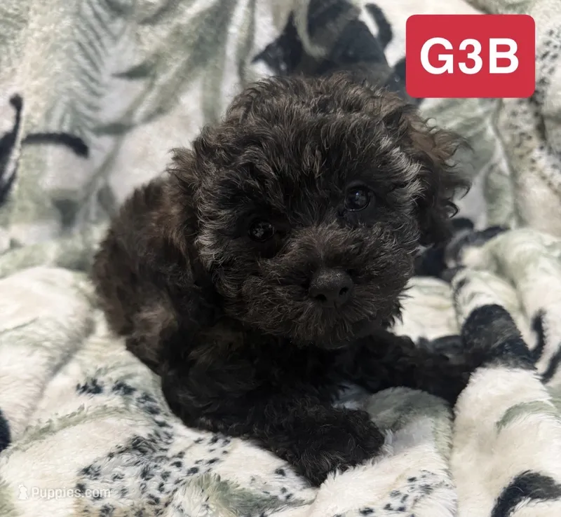 GB3 – Poodle - Toy  puppy for sale in Elm City, NC