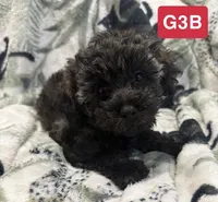 GB3, a female Poodle - Toy  for sale in Elm City, NC – 1 of 1
