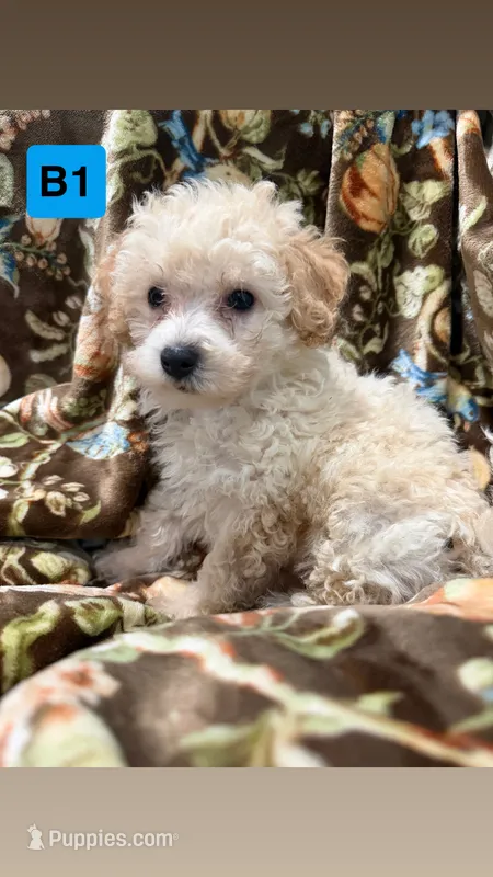 B1 – Havapoo puppy for sale in Elm City, NC