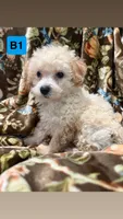 B1, a male Havapoo for sale in Elm City, NC – 1 of 1