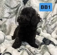 BB1, a male Poodle - Toy  for sale in Elm City, NC – 2 of 2