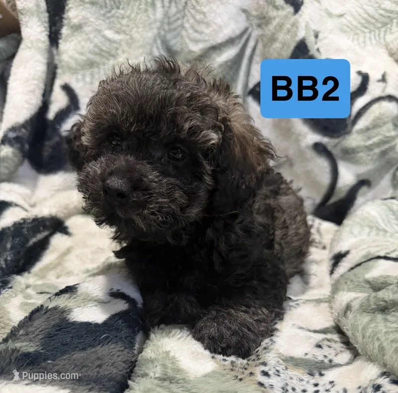 BB2 – Poodle - Toy  puppy for sale in Elm City, NC