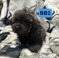 BB2, a male Poodle - Toy  for sale in Elm City, NC – 2 of 2